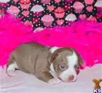 chihuahua puppy posted by Rhonda Wallace